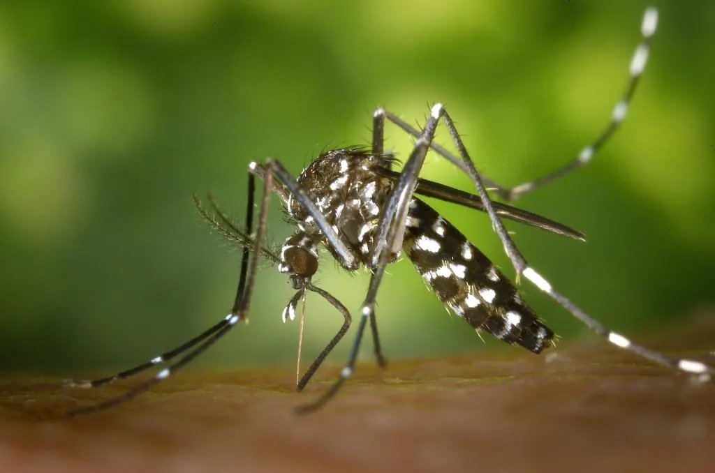 Existe Febre Amarela em Angola? Saiba como se proteger