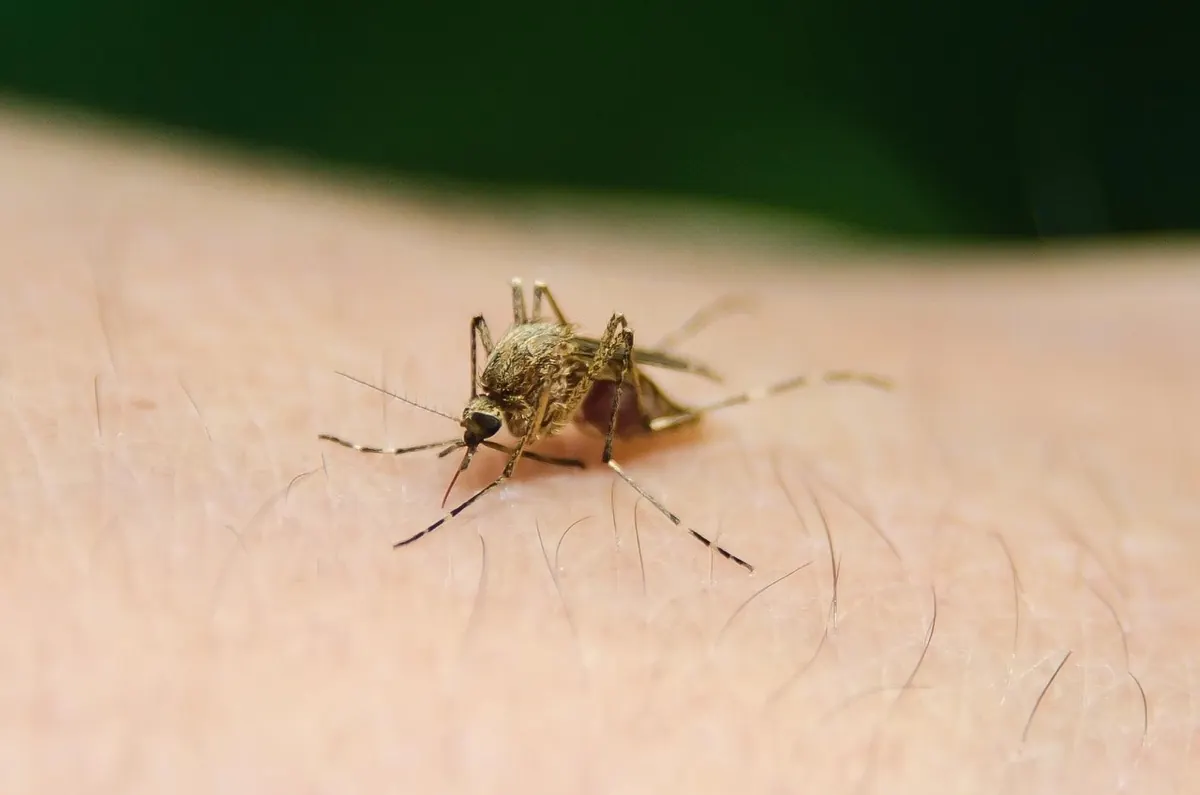 Febre amarela: o que é e como se transmite